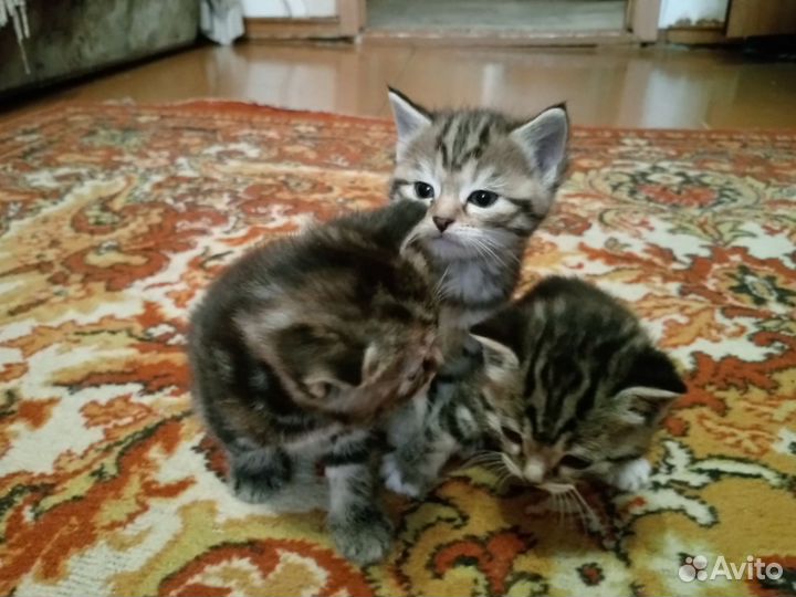 Кошка в добрые руки