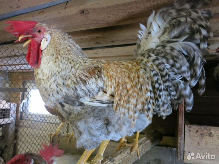 Молодые петухи