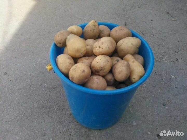 Семенной картофель