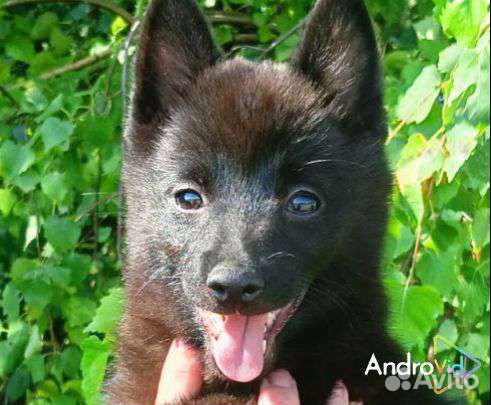 Щенки шипперке девочка