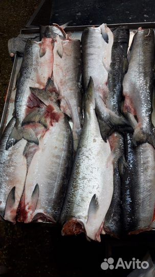 Горбуша свежемороженая