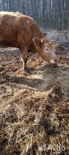 Корова(телка)