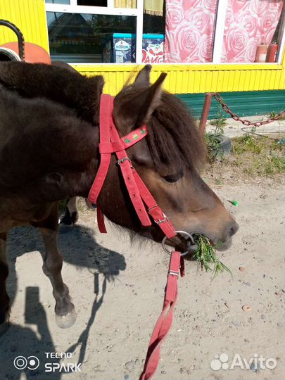 Конные прогулки и фотосессии