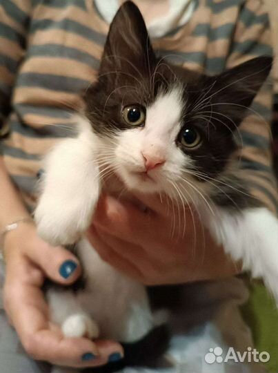 Котики