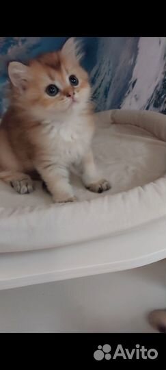 Длинношерстная Британка