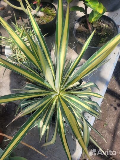 Юкка пестролистная