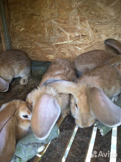 Кролики мясных пород