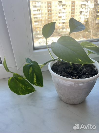 Эпипремнум золотистый