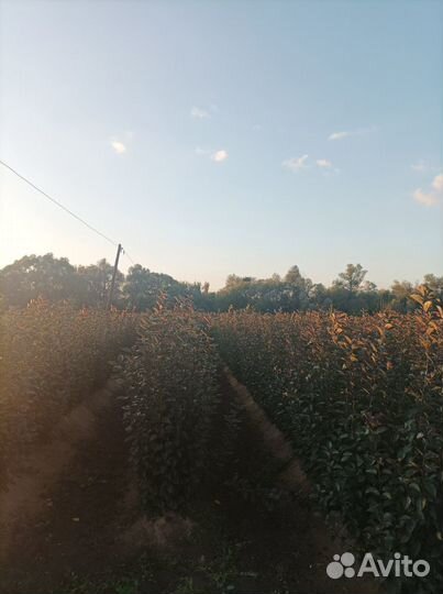 Подвой яблоня