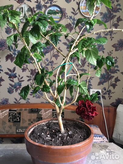 Китайская роза