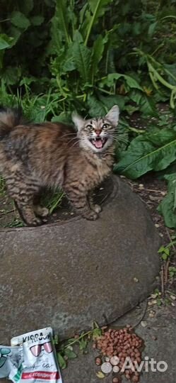 Кошечка котёнок