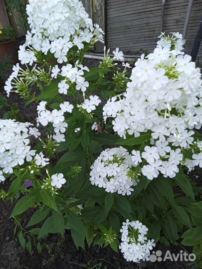 Флоксы многолетники для сада