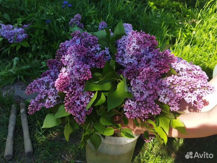 Сирень букет