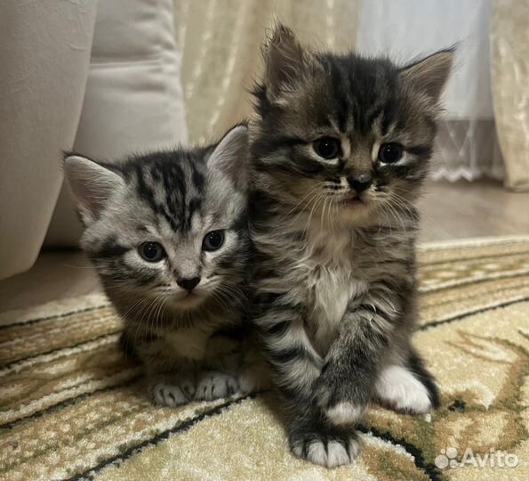 Котята в добрые руки приучены к лотку