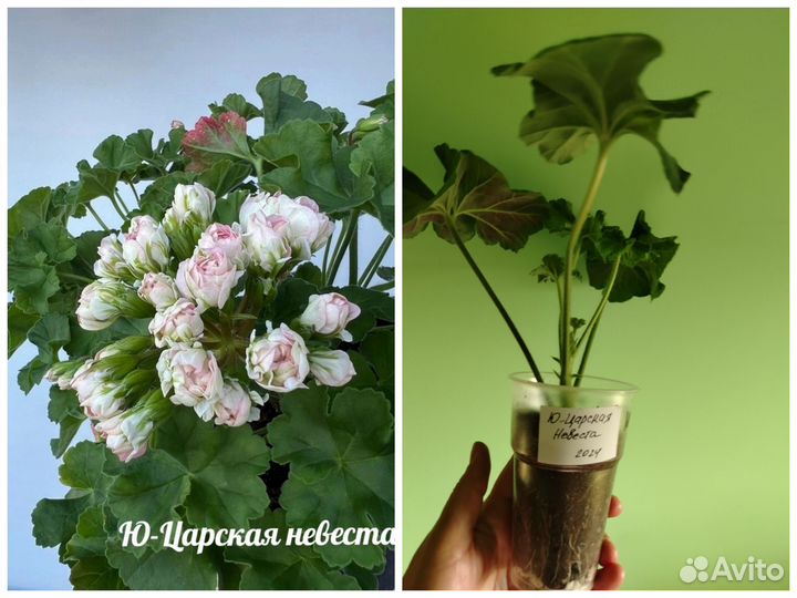 Герань пеларгония (новинки коллекции)