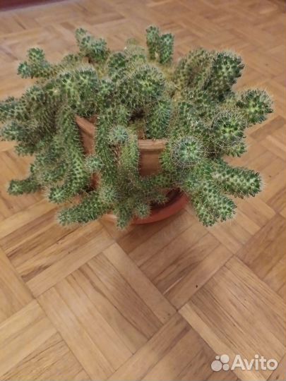 Кактус