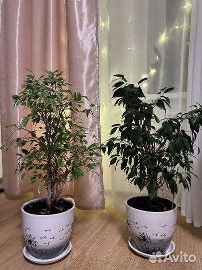 Фикус бенджамина