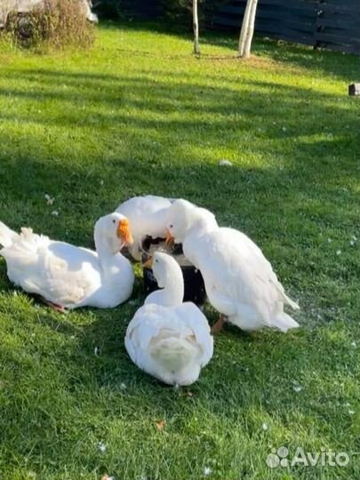 Холмогорский гусь