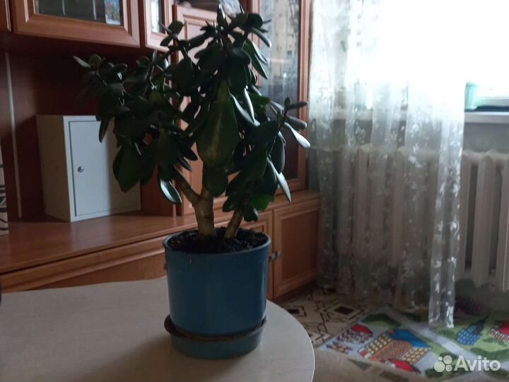 Денежное дерево