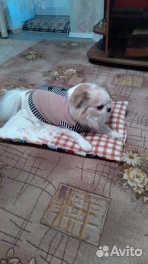 Лежанка для маленьких собак