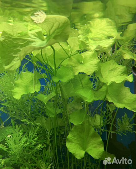 Набор аквариумных растений