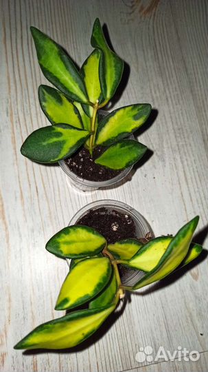 Хойи мелколистные