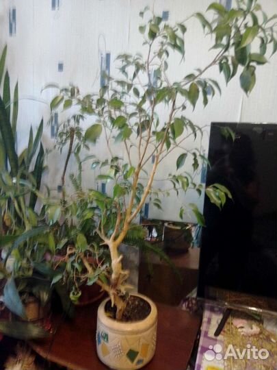 Бенджамина