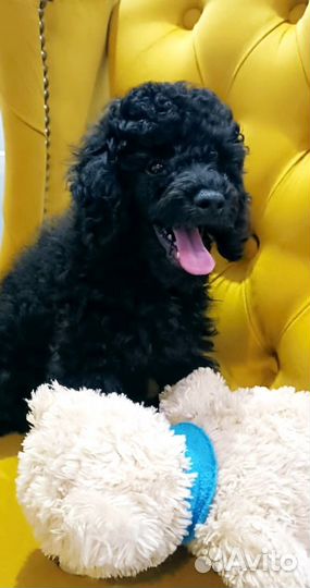 Щенки миниатюрного пуделя черные мальчики