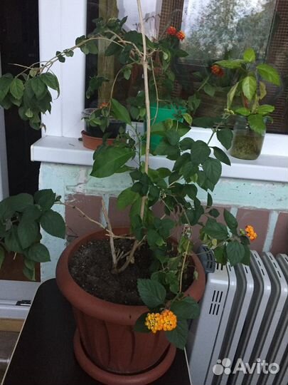 Цветок Лантана