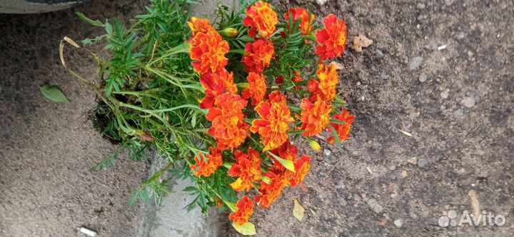 Цветы на балкон и в грядку