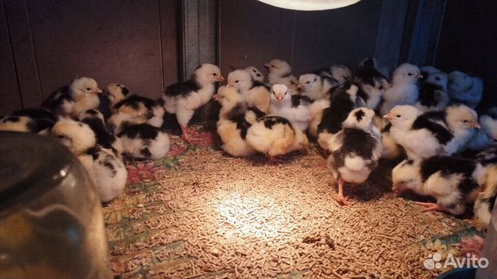 Цыплята суточные австралорп