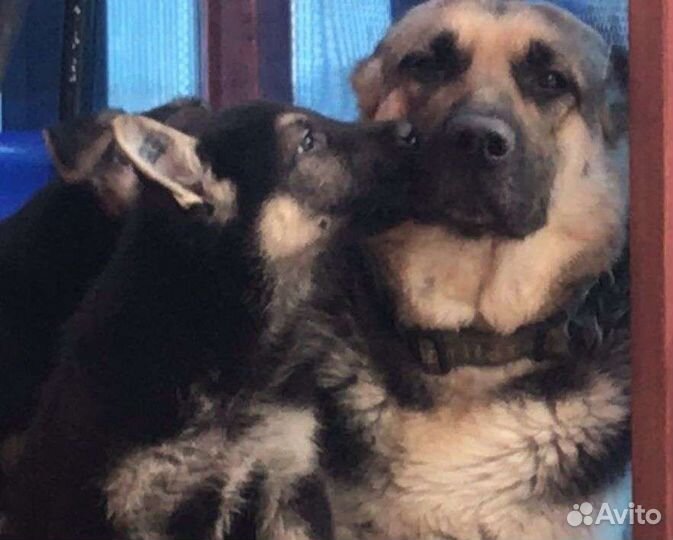 Щенки восточно-европейской овчарки