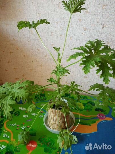 Пеларгония герань душистая