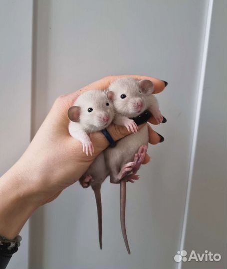 Сиамские крысята дамбо
