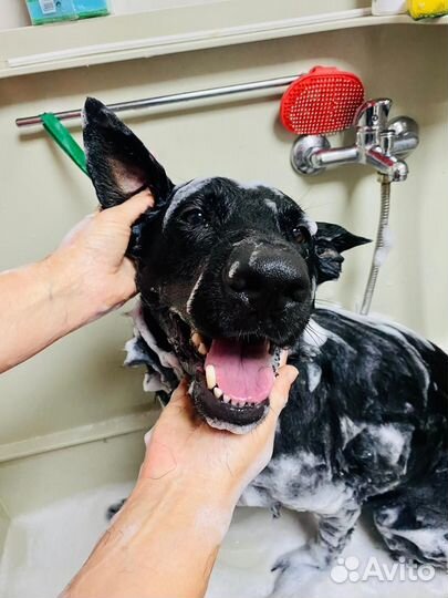 Стрижка кошек и собак. Груминг. Возможен выезд