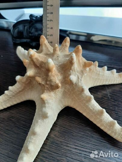 Морская звезда большая