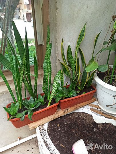 Сансевиерия