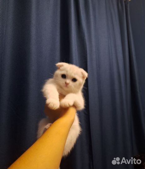 Отдам бесплатно