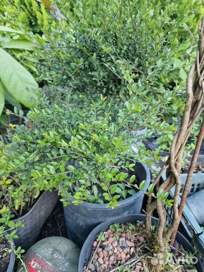 Жимолость шапочная бордюрная вечнозеленая