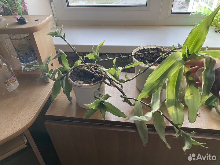 Растение золотой ус