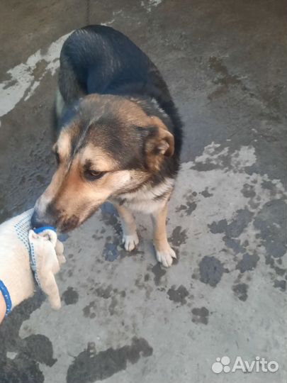 Собака в добрые руки отдам бесплатно