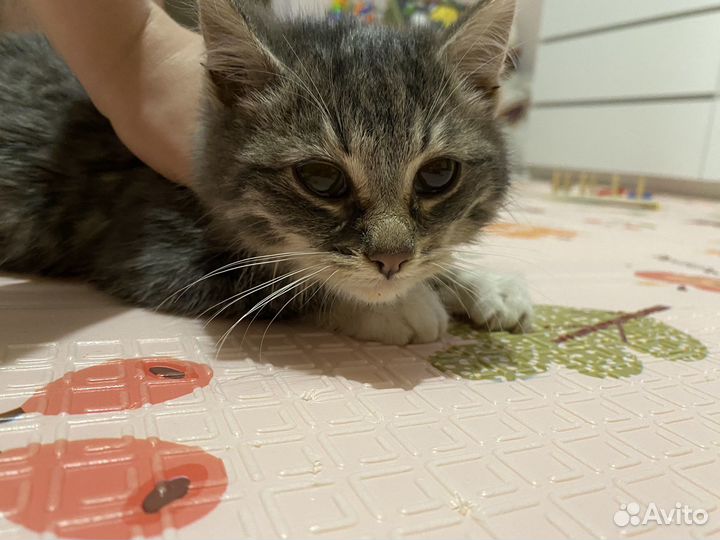 Котенок