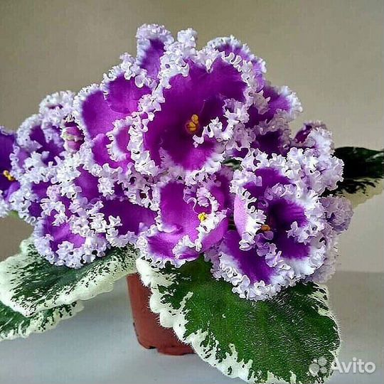 Листики сортовых фиалок