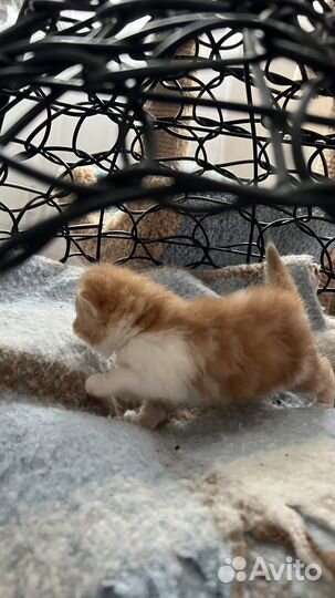 Лежанка на Брони до 2.07.качели для животных