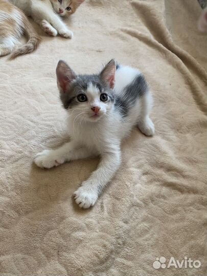 Котята в добрые руки бесплатно