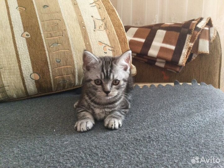 Шотландская