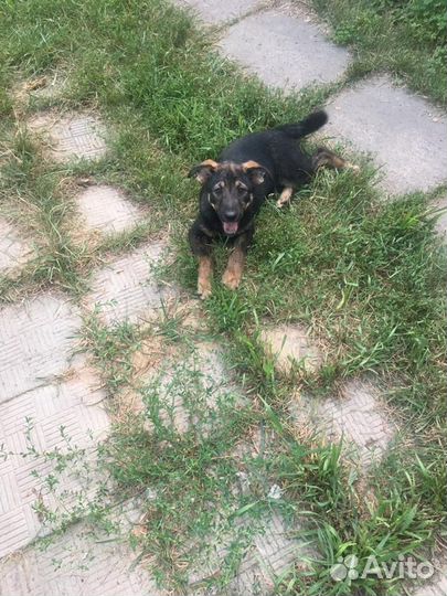 Собака щенки девочки 3 месяца