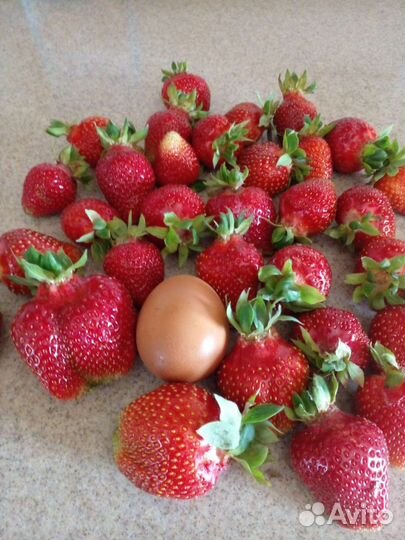 Клубника саженцы