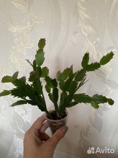 Зиго-кактус Шлюмбергера(декабрист)