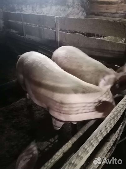 Свиньи живым весом